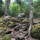 Vic（吕明）-SilverClear