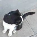 Miao ling的头像-秀琴曲谱网