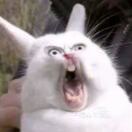 Helix Ellipse转租&房东直租