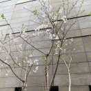wang_qin's Avatar