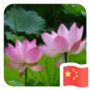 达愿