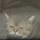 绿色水母啊的钢琴谱