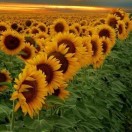 闵辉文13170937388