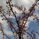 carol_547
