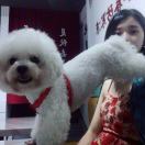 会飞的贼。 🤔