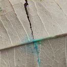 XIU1963的头像-日本！日本语