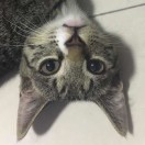 拿狙手抖