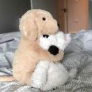 约克求租