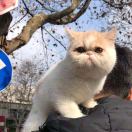 王陈成