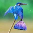 康康的头像-大众奥迪MQB刷隐藏|改装升级教程|学习教程|固件|编码缘众日记