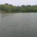 枫叶的头像-熵减岛