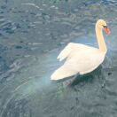 纽约(纽约州)求租