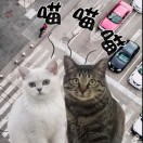 冯冯冯
