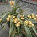 耙耙柑专业种植13696072052