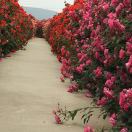 a🌹王馨南阳月季🌹