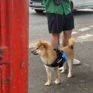 null转租&房东直租