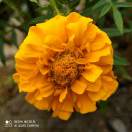 Zxl291025-吾爱GM手游