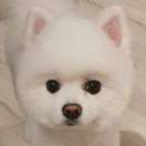 咸鱼骑士