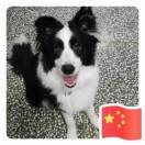高级开发工程师