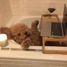 Find Ensuite to rent in Sydney