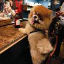 爱吹萨的头像-秀琴曲谱网