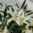 听闻远方有你的演奏视频