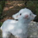 West Side Place转租&房东直租