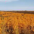 陈弘阳的头像-博士钣金 - www.bsbanjin.com