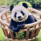 伦敦求租