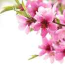 券妈妈会员: 晓糖果