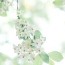 花花_710