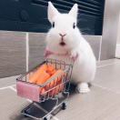 美食家梦想在天池收小妖的头像-熵减岛