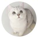 王小咪
