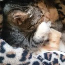 珍仔的头像-秀琴曲谱网