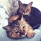 光✧   ₍͘⚯̯૧₎