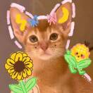 同频🌻（见过雷朋双人版）