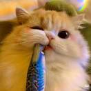 word麻鸭 的头像