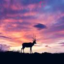 null转租&房东直租