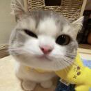 AAA