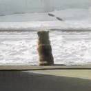 因上努力果上随缘🐶