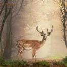 糊里糊涂郭医生