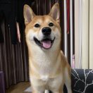 北部之星导航的头像-长游分享网