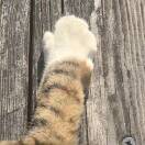 晴天小海棠ヅ
