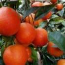 A新心🍊 橘长（产地供应链）🍊