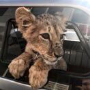 Buccleuch Terrace转租&房东直租