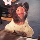 用户82598442的头像-全端云,陪玩交友源码,搭子组局系统源码