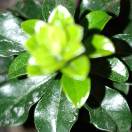 昨夜小楼卧听雨