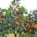 自家果园菜园 可配送