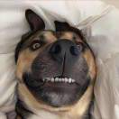 众锐朱俊电子智能化一级资质