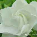 何芳